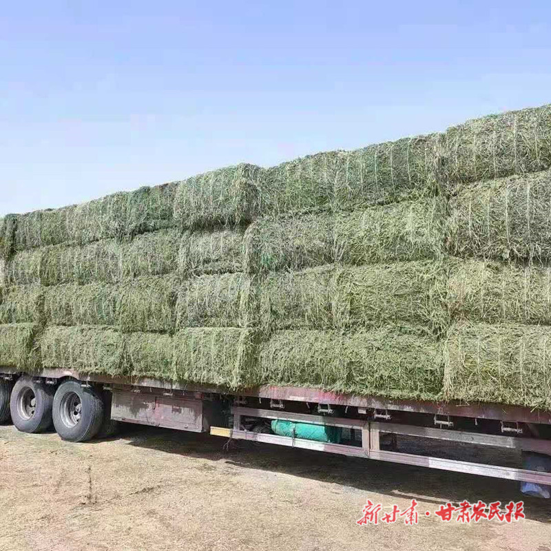 肃州区漫水滩村：牧草产业成群众增收致富&ldquo;绿色引擎&rdquo;