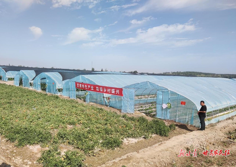 肃州区果园镇：小种子带动大基地 大产业托起高效益