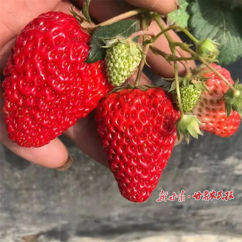肃州：温室大棚里的&ldquo;莓&rdquo;好时光