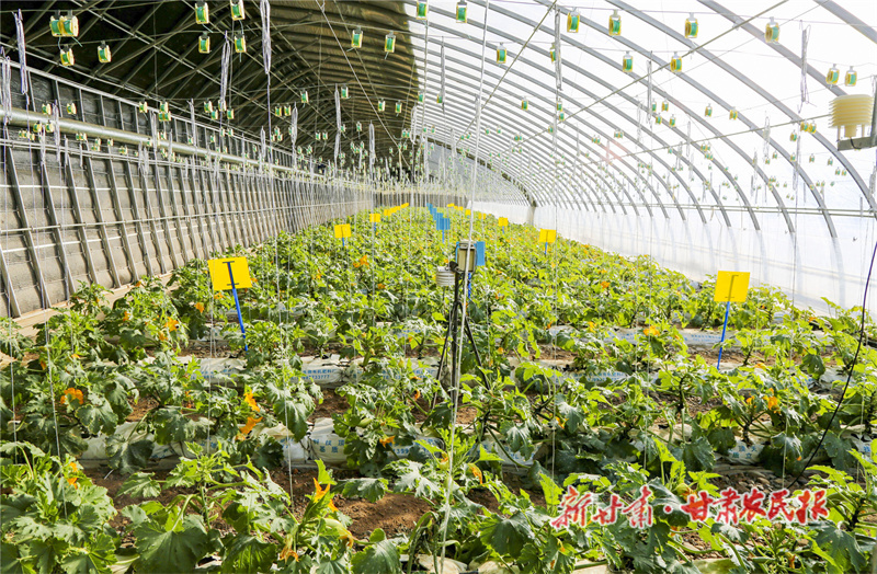 肃州：设施农业俏争春 产业聚集促发展
