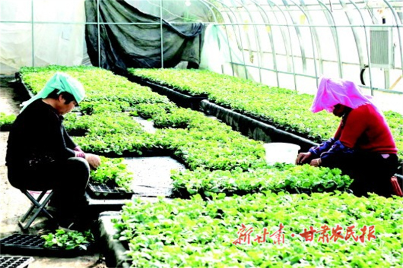 农业生产春潮涌 乡村振兴行动实 &mdash;&mdash;肃州区扎实推进三春生产