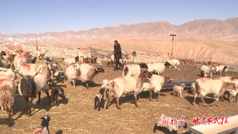 安财山：发展藏羊养殖 带富左邻右舍