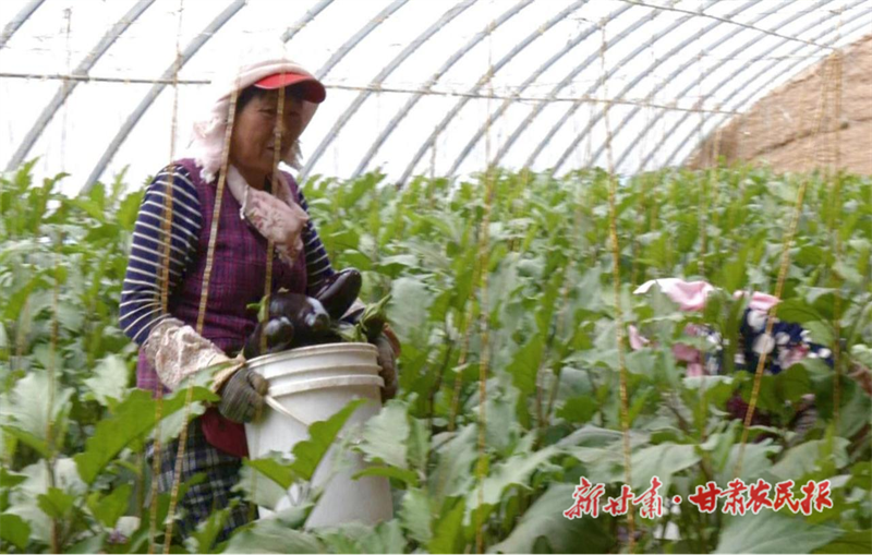 古浪：大棚茄子迎丰收