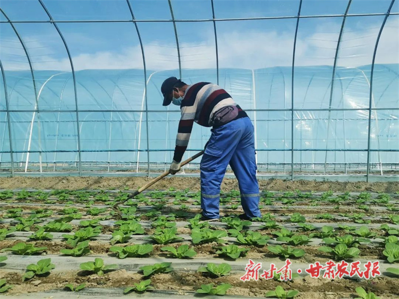 肃州：娃娃菜种出新&ldquo;钱&rdquo;景