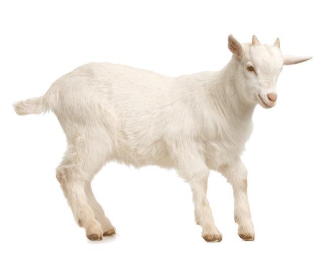 小羊嘴上生疮如何防治?