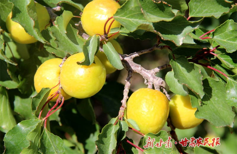 肃州区：农旅融合敲开乡村振兴&ldquo;致富门&rdquo;