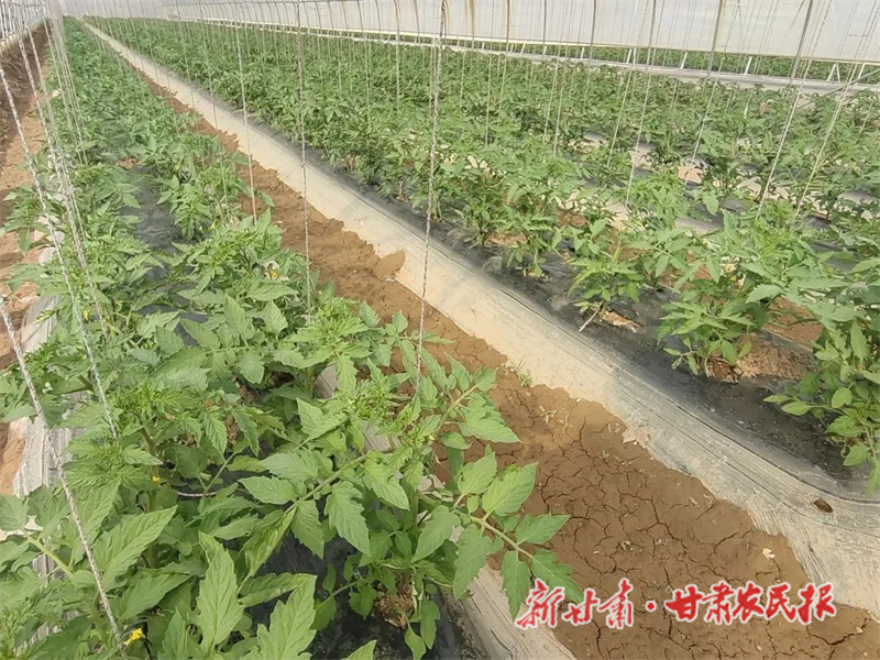 肃州：建好&ldquo;菜棚子&rdquo; 装满&ldquo;菜篮子&rdquo; 鼓起&ldquo;钱袋子&rdquo;