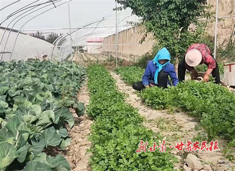 肃州：植此新&ldquo;绿&rdquo; 新农村有了新&ldquo;钱&rdquo;景