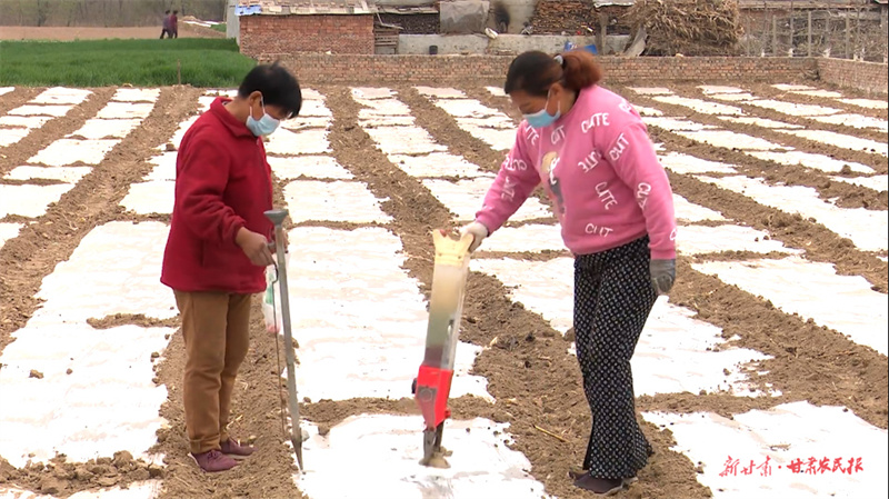 秦州区汪川镇：土地流转+代种 助力撂荒地复垦增产