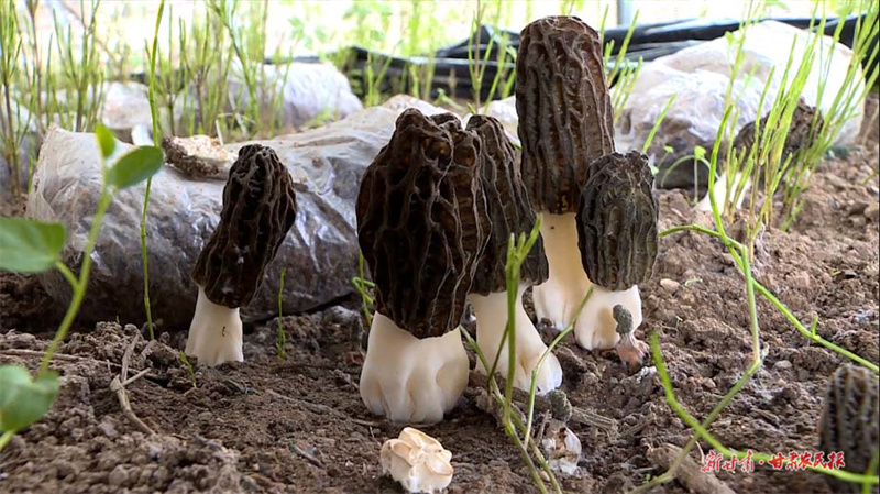 秦州娘娘坝镇：小小羊肚菌 致富大产业