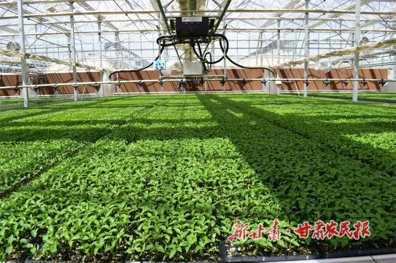 肃州：科技育苗助力&ldquo;菜篮子&rdquo;提质增效