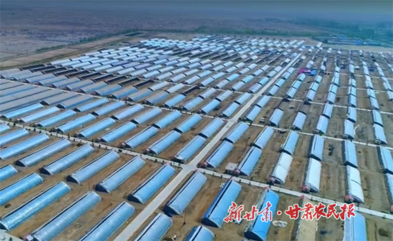 乡村振兴看肃州】肃州：做精做细现代农业 为乡村振兴蓄势赋能