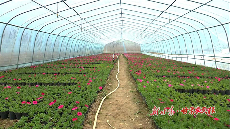 秦州华岐镇：村庄美了 产业旺了