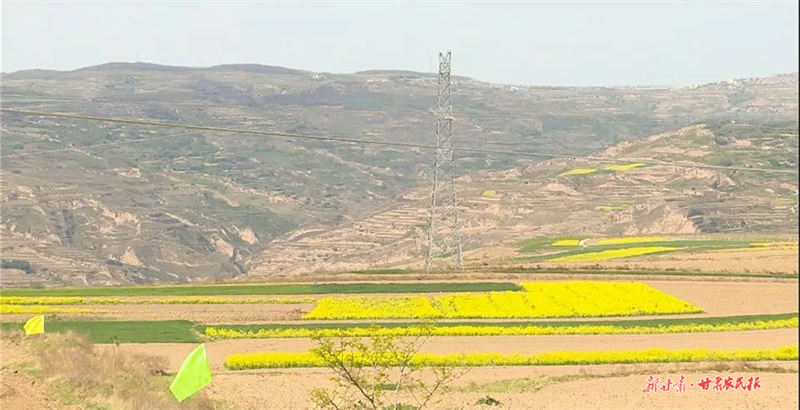 麦积区花牛镇：科技助力大豆玉米带状复合种植实现&ldquo;一地双收&rdquo;