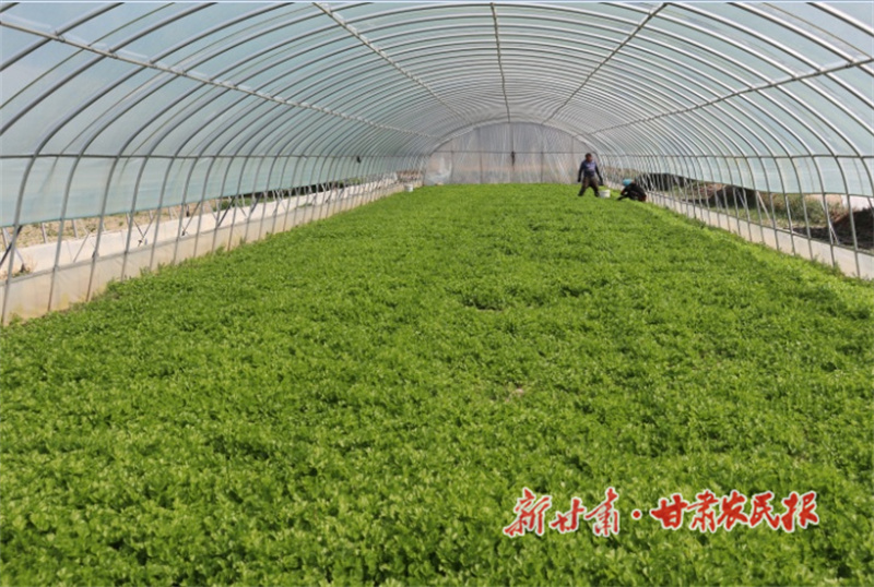 肃州：文化铸魂 产业铺路 乡村振兴增活力