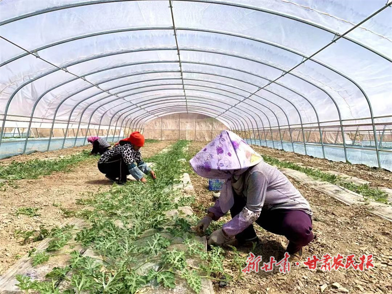 靖远：大棚硒砂瓜种植忙