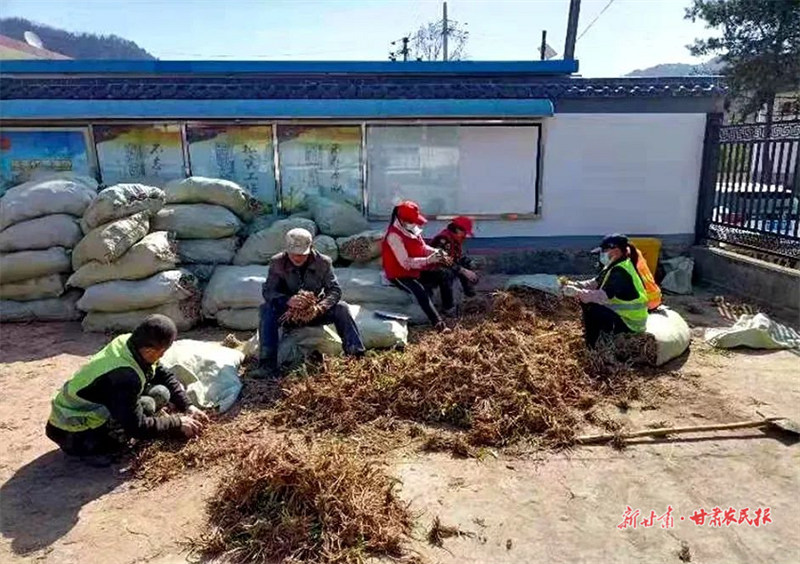麦积区百花村：种下金针菜，强村又富民
