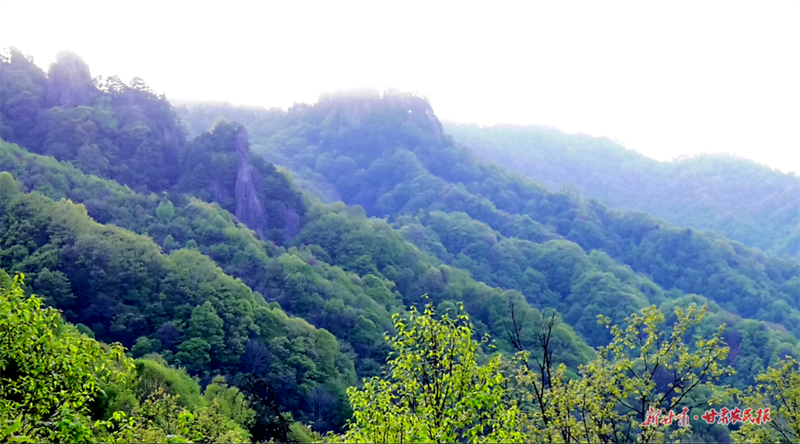 麦积区东岔镇：天然氧吧风光美 产业振兴村民富