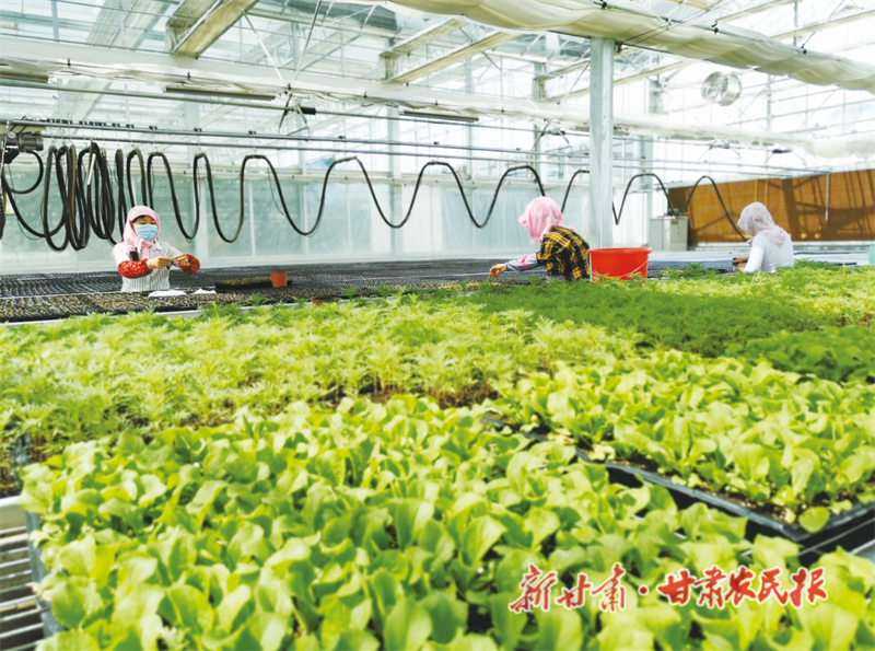 满了&ldquo;菜篮子&rdquo; &mdash;&mdash;&ldquo;聚焦甘肃三农这五年&rdquo;系列报道之四