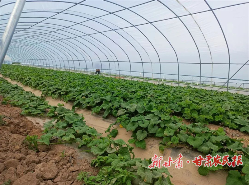 肃州区：小梨瓜成就致富增收&ldquo;甜蜜事业&rdquo;