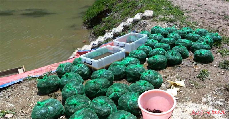 秦州区：6万只蟹宝宝入住&ldquo;新家&rdquo; 培育致富新产业