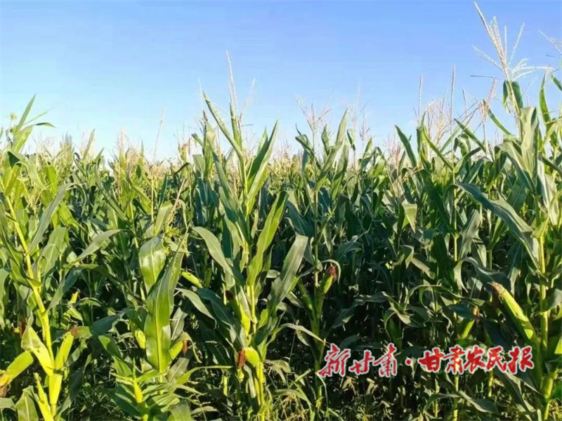 肃州区：富农产业助增收