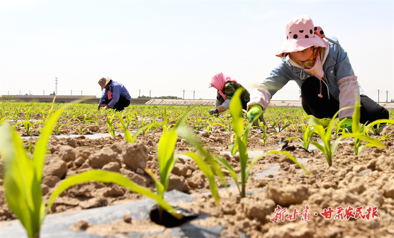 育出&ldquo;好种子&rdquo;&mdash;&mdash;&ldquo;聚焦甘肃三农这五年&rdquo;系列报道之六