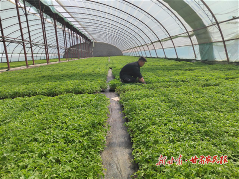 临泽县：设施农业托起群众&ldquo;致富梦&rdquo;
