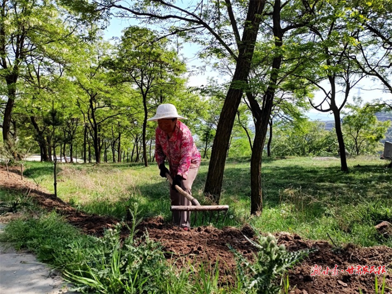 麦积区高集寨村：美化环境 扮靓村貌