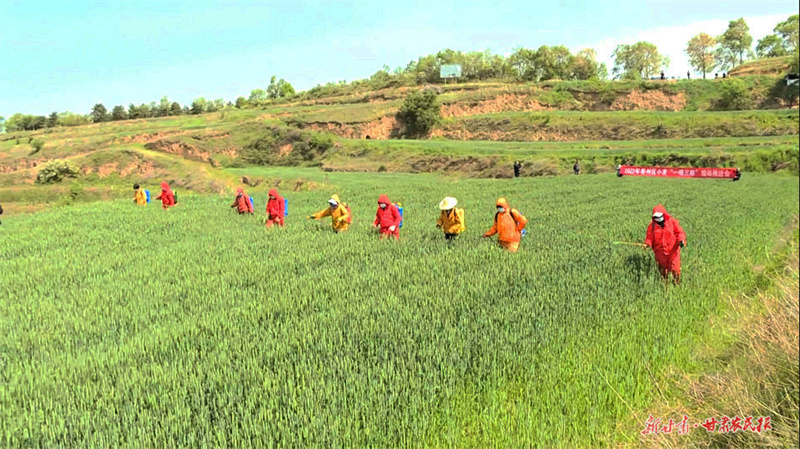 秦州区：开展小麦&ldquo;一喷三防&rdquo; 确保夏粮增产增收