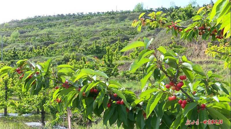 秦州大樱桃陆续上市 邮政助力&ldquo;抢鲜&rdquo;直送