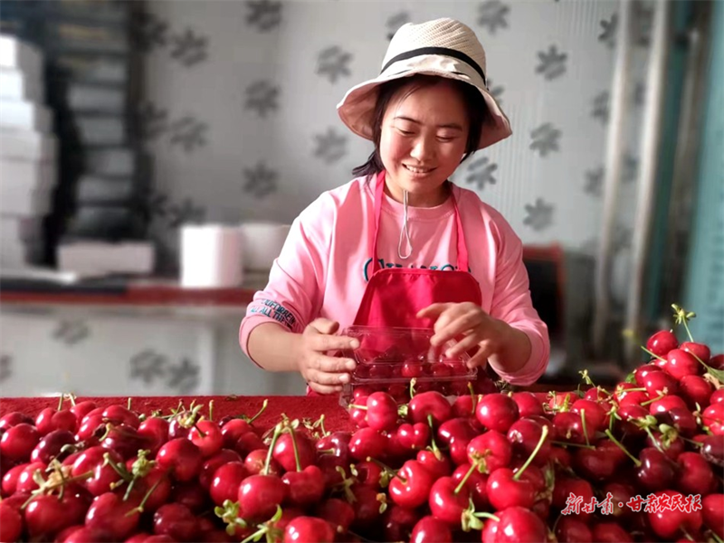 麦积区中滩镇汪李村：圆圆的&ldquo;小灯笼&rdquo; 火红的振兴路