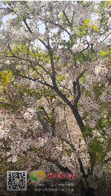 金贵的文冠果，是果还是茶？