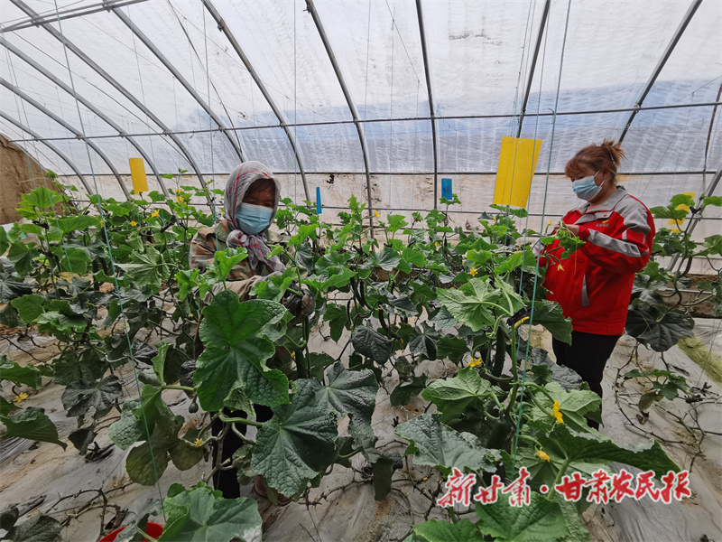高原夏菜&ldquo;蔬&rdquo;写乡村振兴&mdash;&mdash;临夏县大力发展蔬菜产业走笔
