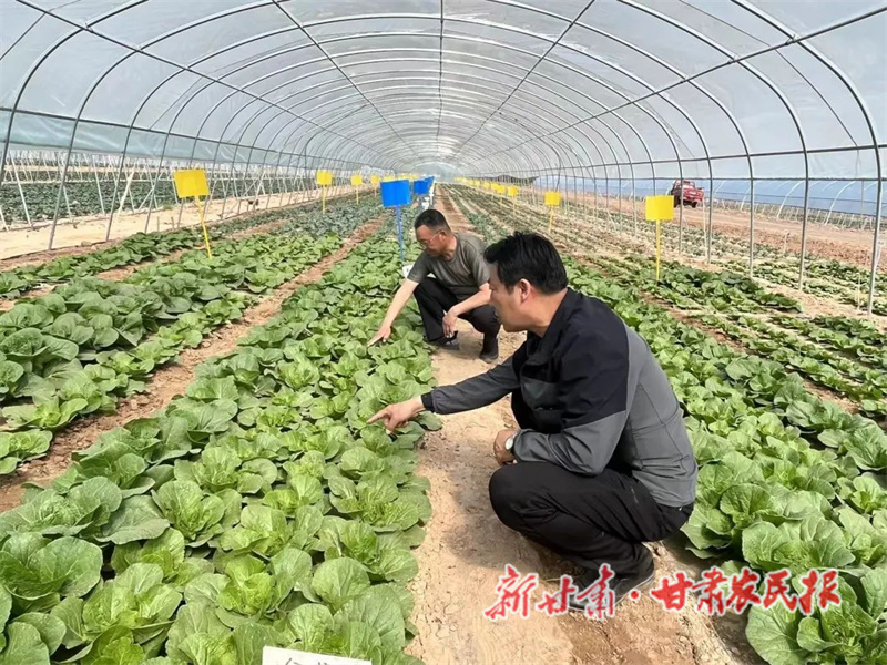 肃州：农技服务&ldquo;手把手&rdquo; 致富增收&ldquo;实打实&rdquo;