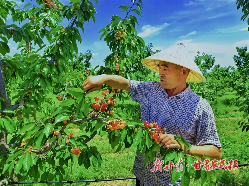 西峰区：&ldquo;甜樱桃&rdquo;映红致富路