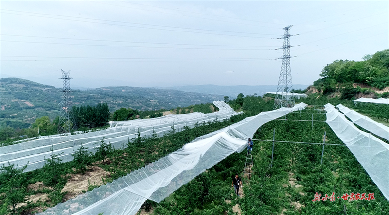伯阳镇坚持以实施乡村振兴战略为总抓手，因地制宜发展特色果品产业，高位推动撂荒地复耕复种，持续发展和壮大村集体经济、镇域经济，全镇农业农村各项工作正在稳步发展。