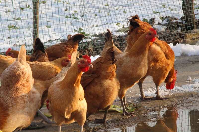 鸡群什么时候增加维生素