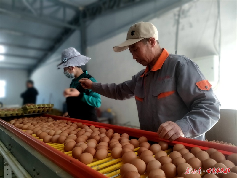 麦积区五龙镇周山村：&ldquo;智能养鸡&rdquo;开启现代养殖致富路