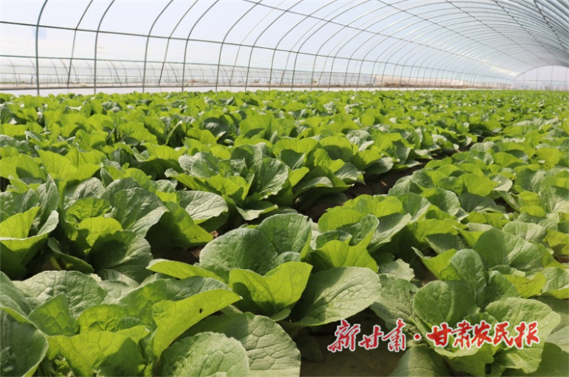 肃州：丰富&ldquo;菜篮子&rdquo; 鼓足&ldquo;钱袋子&rdquo;