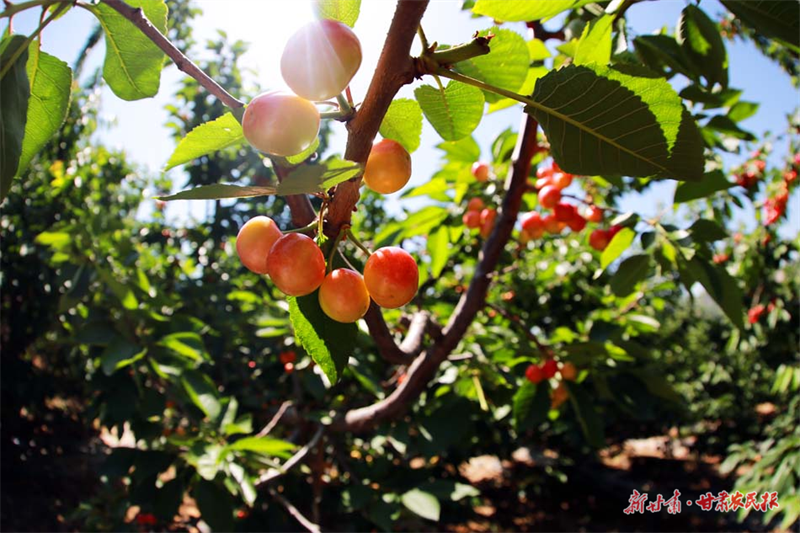 秦州区玉泉镇：&ldquo;小樱桃&rdquo;激活乡村振兴&ldquo;大产业&rdquo;