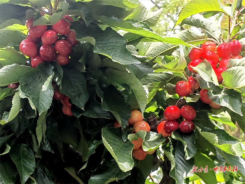 麦积区马跑泉镇杨湾村：樱桃产销两旺 果农笑迎丰收