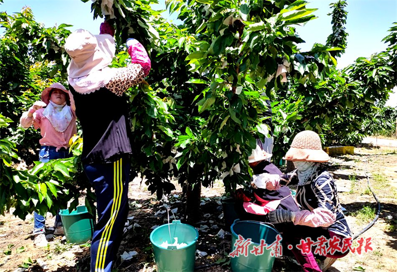 麦积区新阳镇胡家大庄村：樱桃树上结出&ldquo;致富果&rdquo;
