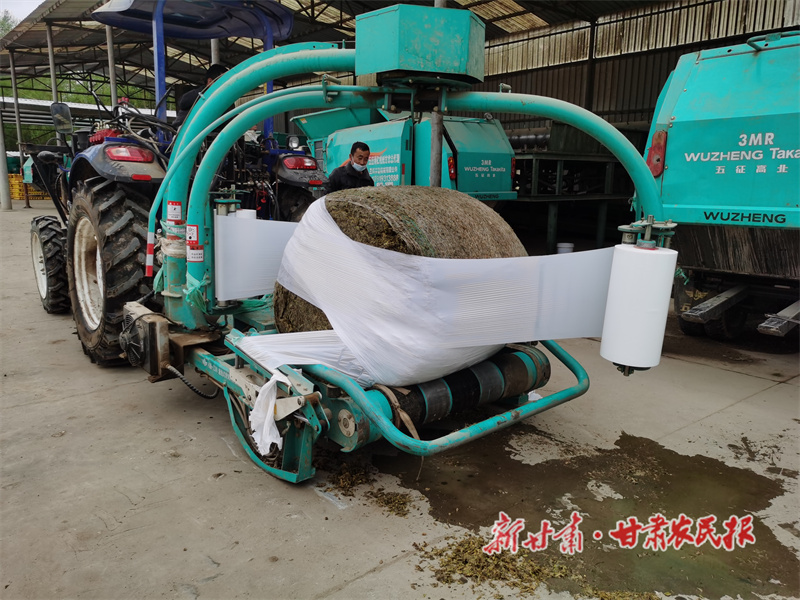 &ldquo;粮改饲&rdquo; 肥了牛羊鼓了&ldquo;钱袋&rdquo;&mdash;&mdash;广河县打造现代农业产业带走笔