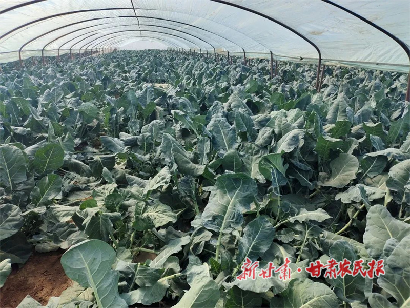 肃州：高原夏菜喜获丰收 农户踏上富&ldquo;蔬&rdquo;之路