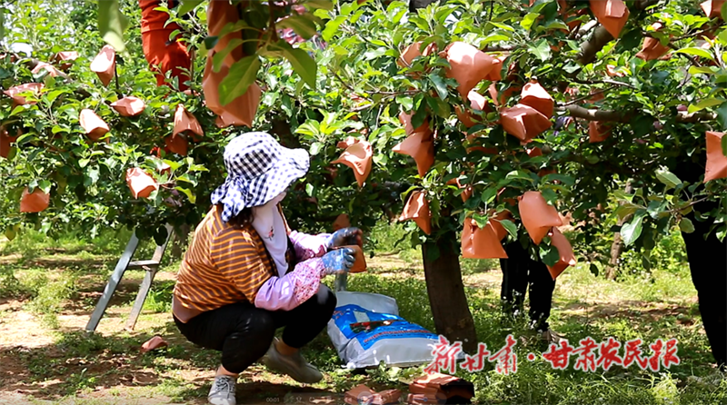 麦积区伯阳镇：农民致富有&ldquo;密钥&rdquo;