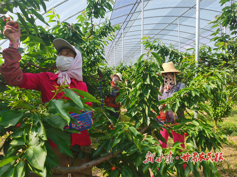 &ldquo;樱桃小镇&rdquo;的乡村振兴蝶变