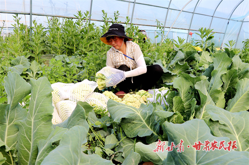 静宁 &ldquo;订单蔬菜&rdquo;喜丰收