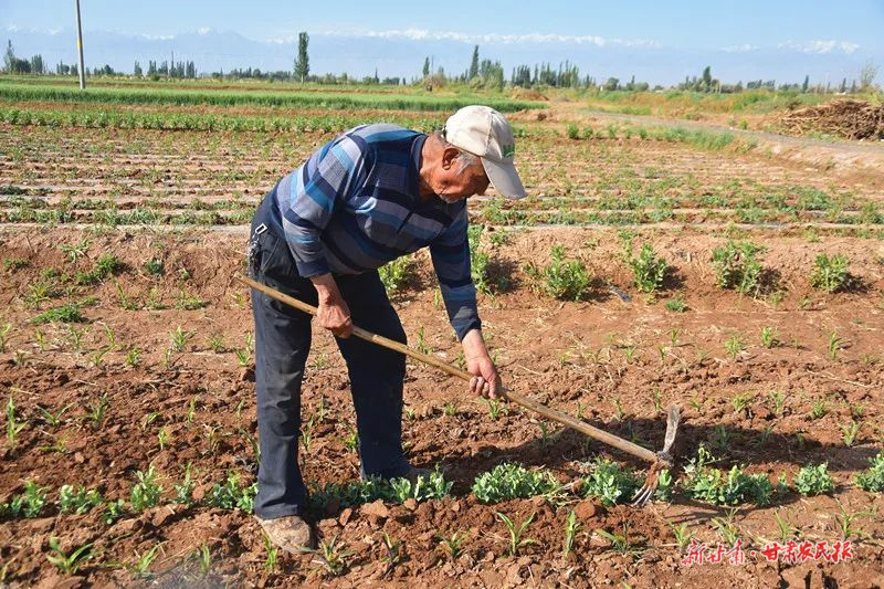 肃州：&ldquo;三夏&rdquo;生产忙 丰收有保障