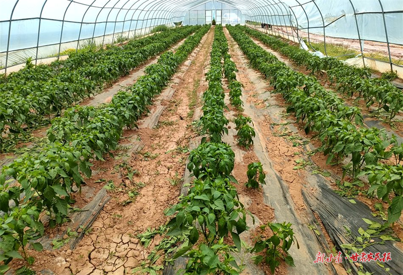 麦积区琥珀镇霍家川村：蔬菜喜丰收 农户笑开颜